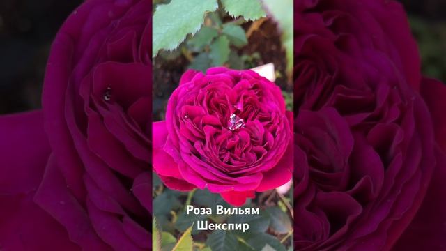 Роза Вильям Шекспир/rose William Shakespeare