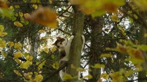 Песня «Кот и котлета»