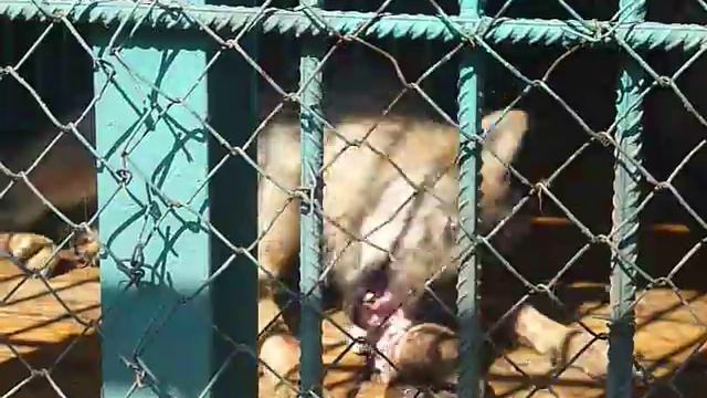 Волк смотреть онлайн