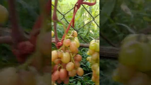 виноград РОЗАЛИНДА смотреть онлайн