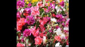 #Кларкия ноготковая #Garden #flowers116 Декоративные растения