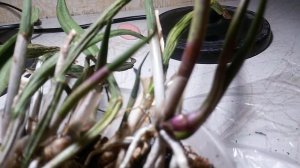 орхидея BRASSAVOLA nodosa ПРОБЛЕМЫ