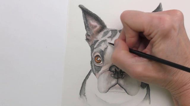 Watercolor Dog Tutoral  Boston Terrier