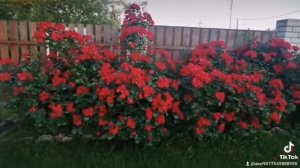 Робуста в г.Фатеже