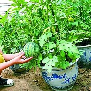 Арбузы легко растут в ящиках