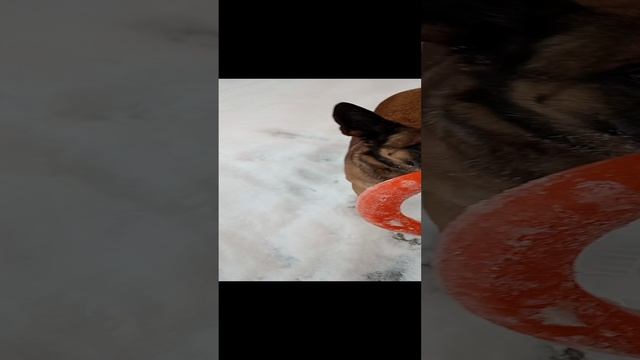 Гуляйте и обучайте
