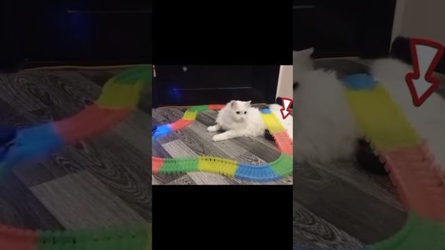 Весёлые питомцы