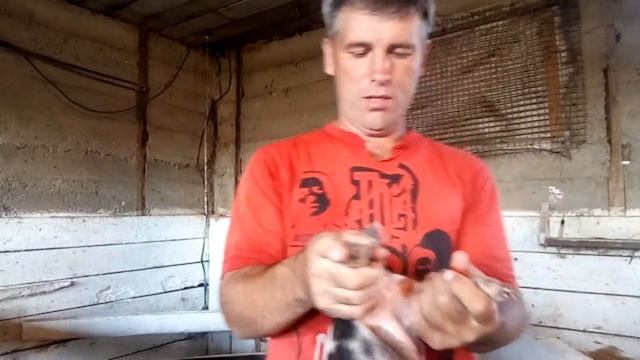 как проколоть железо поросятам смотреть онлайн