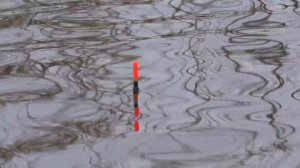 МАХОВАЯ УДОЧКА - ХЕРАБУНА тестим с ПОПЛАВКОМ