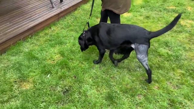 Labrador TPLO. Dog knee surgery Day 1 to week 12 смотреть онлайн