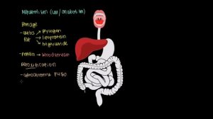 Liver | Gastrointestinal system physiology | NCLEX-RN | Khan Academy