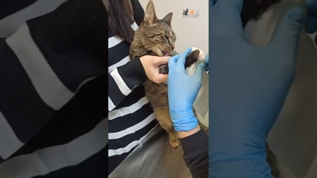 Ветклиника. Тиграша на приёме внимательно слушает комментарии о ходе заживления своей лапки смотреть онлайн