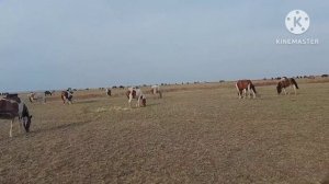 Жизнь в селе#Казахстан#Съездили в табун.