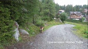 Как научить собаку охранять дом и хозяина?