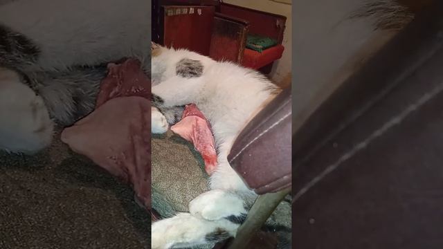 Обнаглевший кот КУЗЯ.Красавец всё пофиг смотреть онлайн