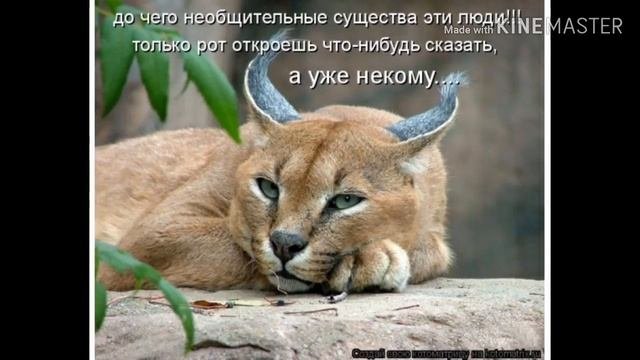 Смешные картинки под музыку