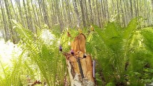 Сильнейшая чистка от крадника Возврат финансов,удачи Чистка чакр ,Защита ,Обратка врагам за порчи