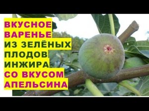 Вкусное варенье из зелёных плодов инжира с ароматом и вкусом апельсина