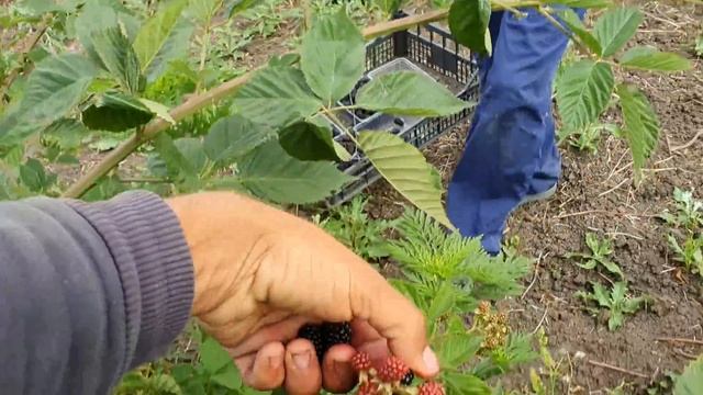 Ежевика Лох Мери. Самый честный обзор!!! смотреть онлайн