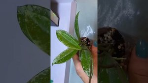 Продолжение эксперимента с хойей AH 074.