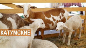 Мясные овцы катумской породы. СХП "Катумы". XIX Всероссийская  выставка племенных овец и коз.