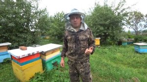 САМЫЙ ПРОСТОЙ СПОСОБ СМЕНЫ МАТОК В УЛЬЕ, УВЕЛИЧИВ ПРИНОС МЁДА.