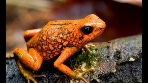 Лягушки всех цветов радуги