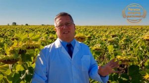 🌻Семена гибридного подсолнечника🌻Технология Экспресс🤌 #регионзащитырастений #гибридыподсолнечника