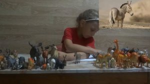 Изучаем диких животных с детьми Африканский ослик  интересные факты об Осле