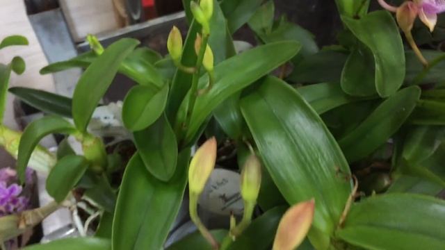 Завоз сортовых орхидей в Экофлору 29 июня 2020 г. Эквестрис, Феникс, Леко Фантастик, Монако, Лиодор смотреть онлайн