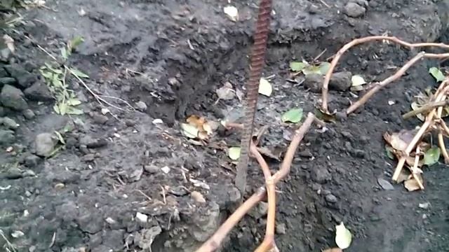 Осенняя обрезка молодых кустов винограда: второй год вегетации