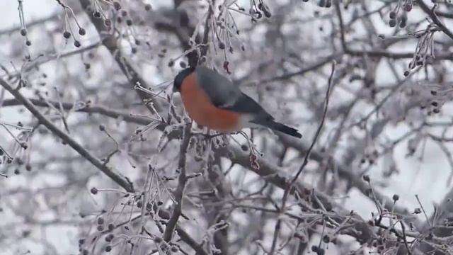 Сказочная пьеса Владимир Сахарцев смотреть онлайн