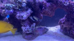 Борьба с цианобактериями в морском аквариуме путём удаления красного спектра в лампах