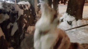 Аусси и снег