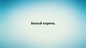 Белый корень