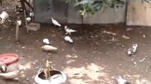 Голуби Азербайджана Шамкир