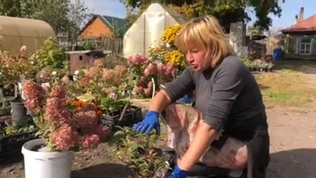 Как правильно садить гортензии смотреть онлайн