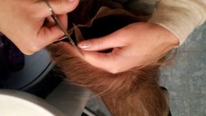 Система  волос. Как обрезать  сеточку?