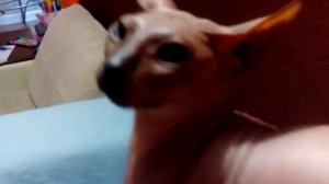 Злой лысый кот