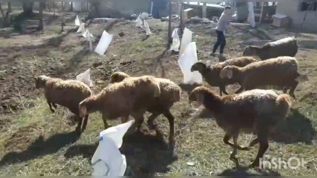 ☎️+996772696965 оптом по 18000сом ягнята ярки 15 голов г.Кара-Балта смотреть онлайн