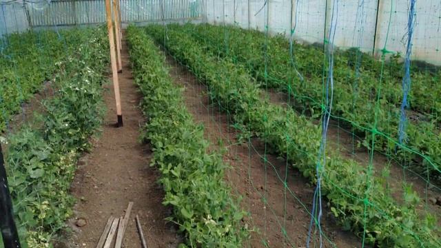 ГОРОХ!!! КАК У НЕГО ДЕЛА? смотреть онлайн