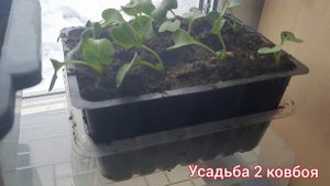 Редис на подоконнике )Возможно .