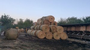 как можно кучковать сено в рулонах на мини-погрусчике какмксм 800  обычными вилами