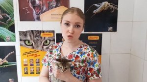 КАЛИЦИВИРОЗ У КОШЕК . Что Делать? Симптомы и методы лечения. Советы ветеринарного врача.