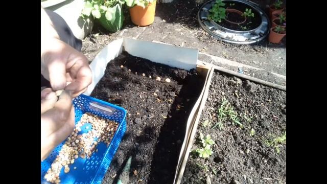 предисловие,сею луковички детки гладиолусов смотреть онлайн