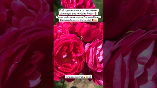 🌷 Эмперёр Шарль Катрием (Empereur Charles IV) 🌹😍 #розы #сад #розыопт #саженцыроз #питомникроз