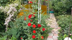 Цветущие розы в саду в мае - лучшие сорта роз для загородного дома