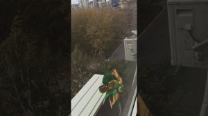 Отпугиватель голубей с кондиционера.