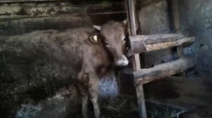 Почему держу именно бычков? Выгодно ли это?