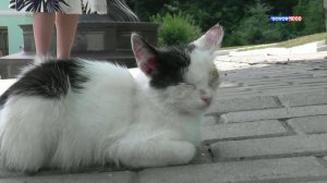 Кошки Курской Коренной пустыни